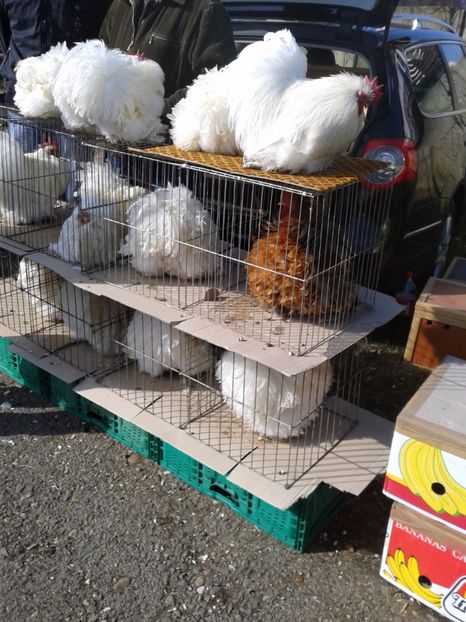 Fotografie0096 - 18 --- targ pancevo serbia 26 02 2017