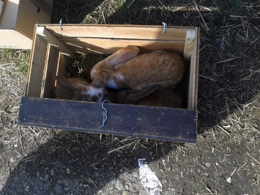 Fotografie0098 - 18 --- targ pancevo serbia 26 02 2017