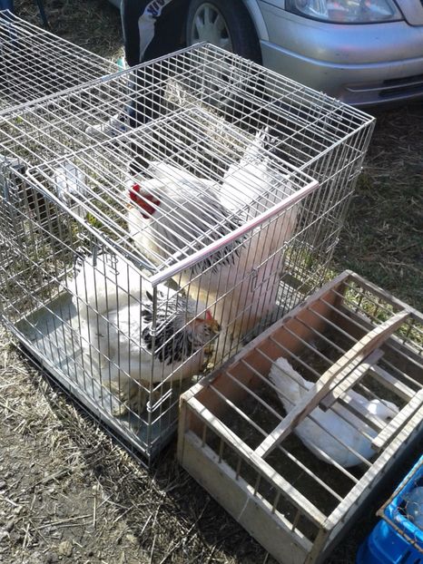 Fotografie0105 - 18 --- targ pancevo serbia 26 02 2017