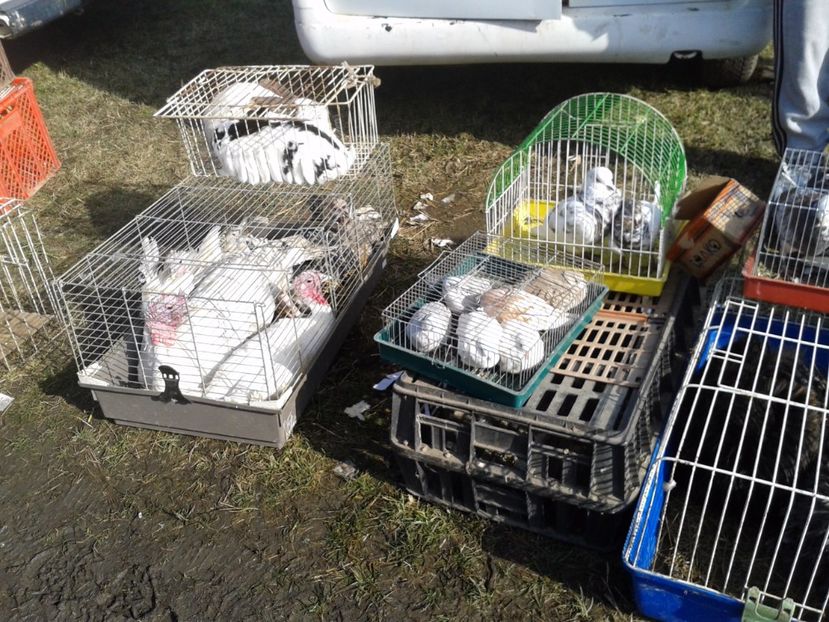 Fotografie0106 - 18 --- targ pancevo serbia 26 02 2017