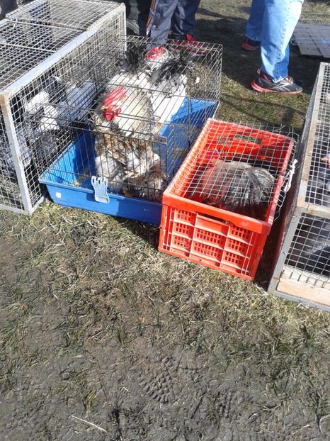 Fotografie0108 - 18 --- targ pancevo serbia 26 02 2017