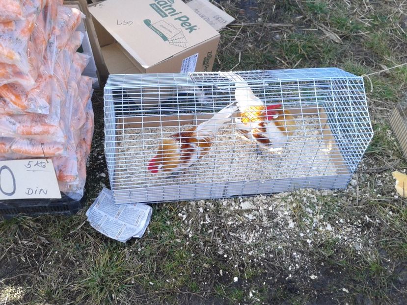 Fotografie0110 - 18 --- targ pancevo serbia 26 02 2017