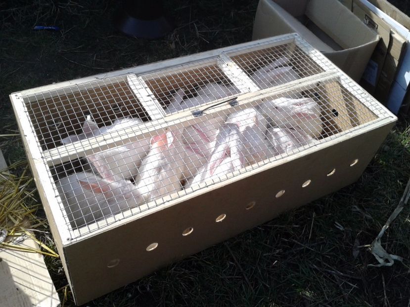 Fotografie0113 - 18 --- targ pancevo serbia 26 02 2017