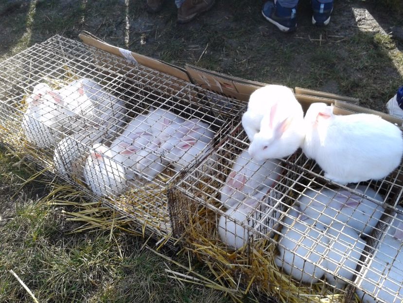 Fotografie0115 - 18 --- targ pancevo serbia 26 02 2017