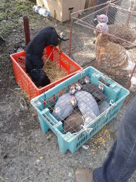 Fotografie0119 - 18 --- targ pancevo serbia 26 02 2017