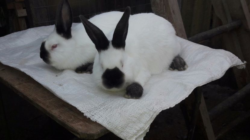  - c pui californieni