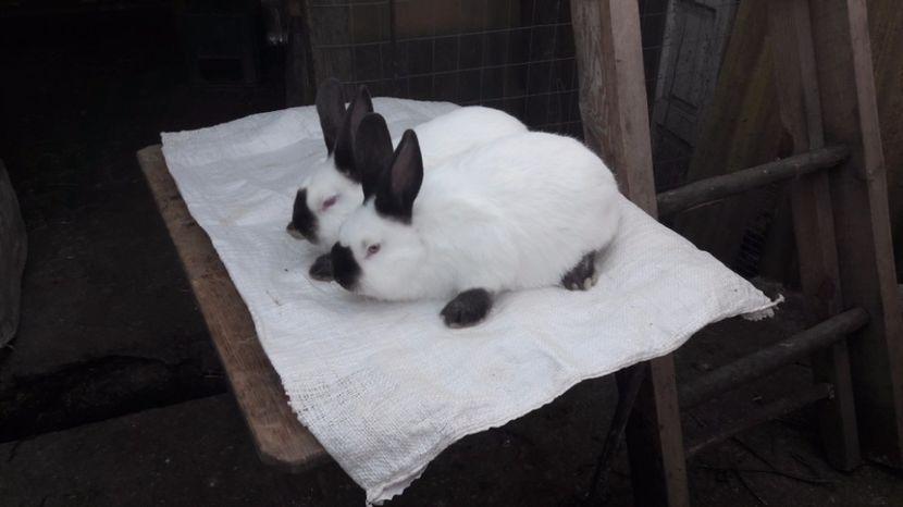 2,5 luni - c pui californieni