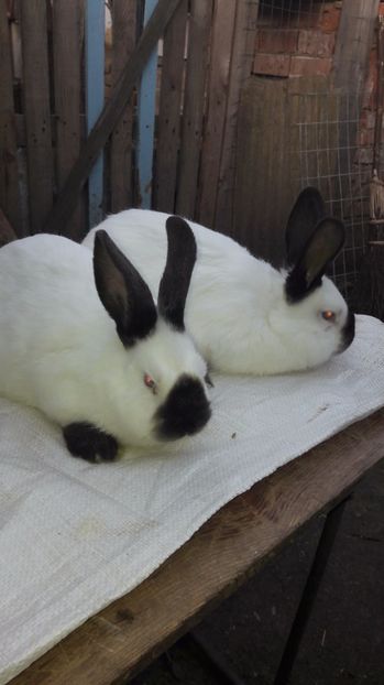  - c pui californieni