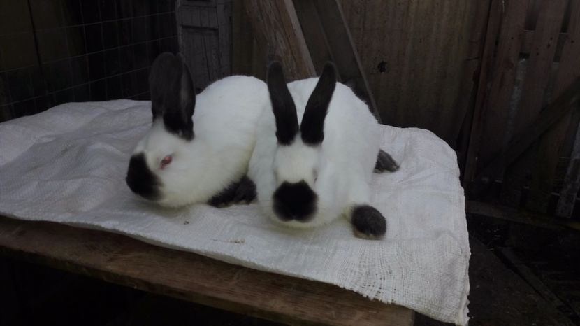  - c pui californieni