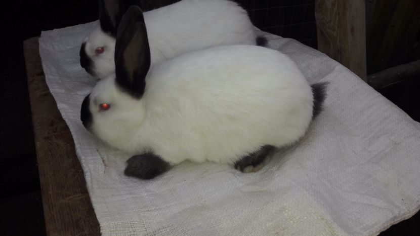  - c pui californieni