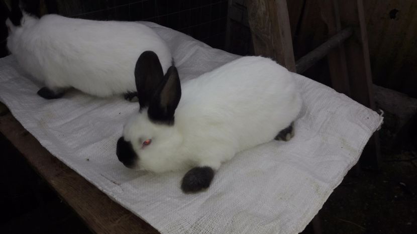  - c pui californieni