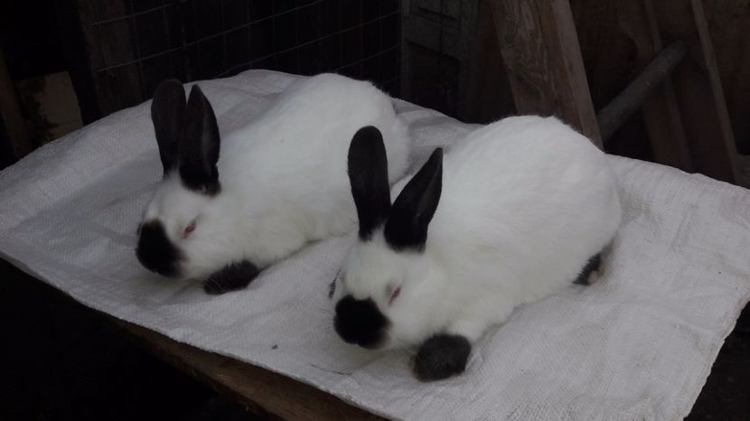  - c pui californieni