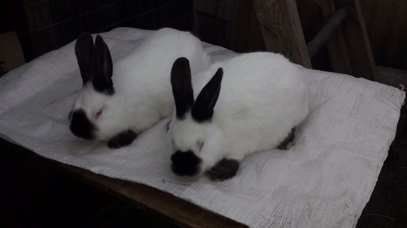  - c pui californieni