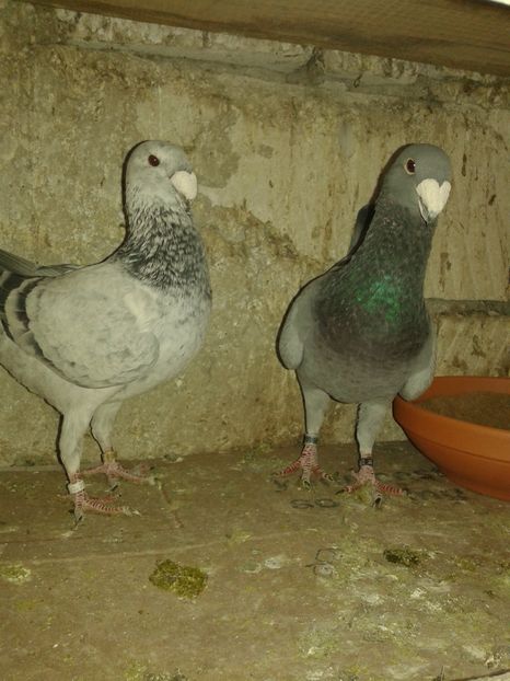  - Matca pentru 2017