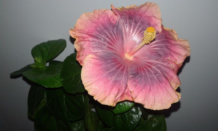  - HIBISCUS 2017