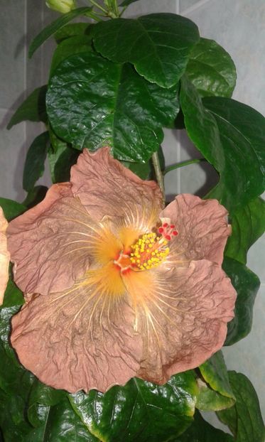  - HIBISCUS 2017