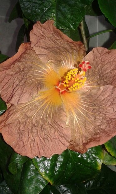  - HIBISCUS 2017
