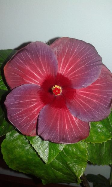  - HIBISCUS 2017