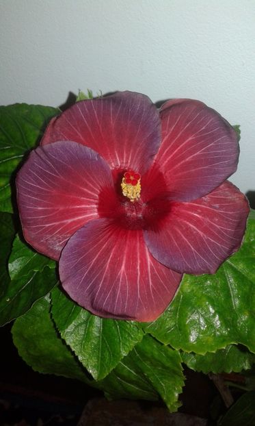  - HIBISCUS 2017