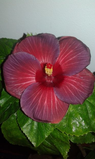  - HIBISCUS 2017