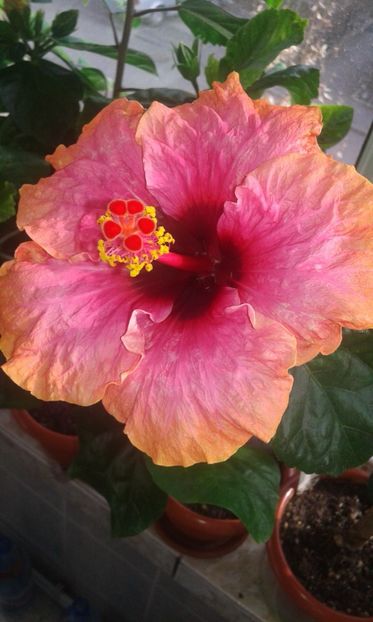  - HIBISCUS 2017