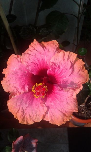  - HIBISCUS 2017