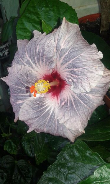 - HIBISCUS 2017