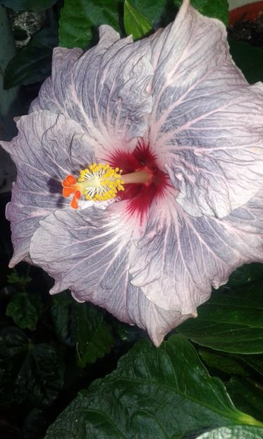  - HIBISCUS 2017