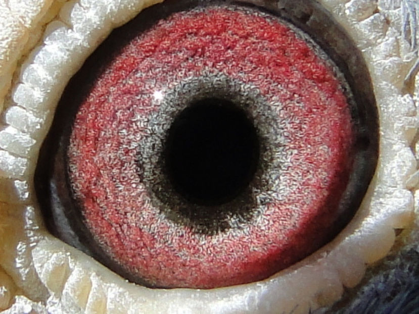 L DSC00060 - ochi de porumbei1
