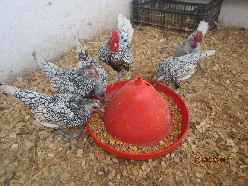  - Sebright argintiu 2017