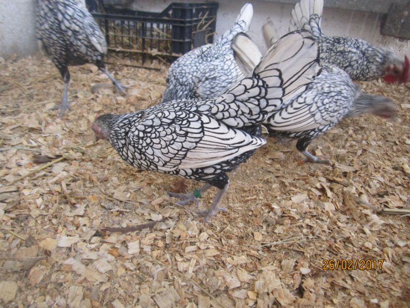  - Sebright argintiu 2017