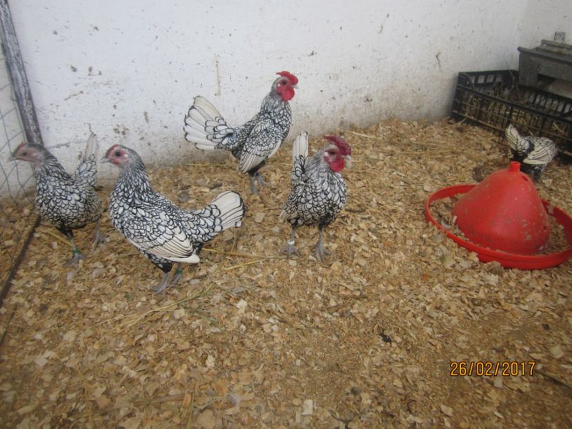  - Sebright argintiu 2017