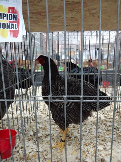 received_1692995384345884 - Plymouth Rock Barat 2017