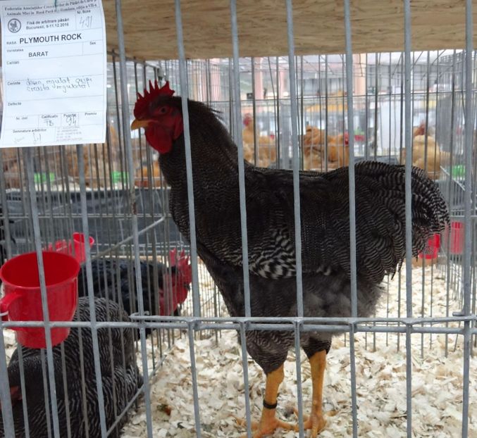 received_1692995381012551 - Plymouth Rock Barat 2017