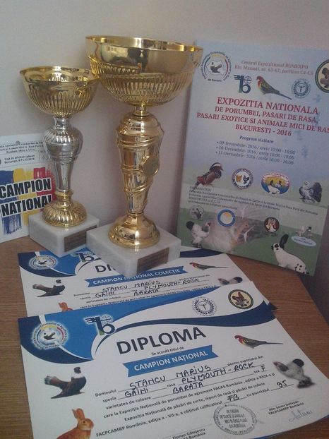  - Plymouth Rock Barat 2017