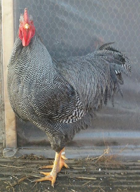  - Plymouth Rock Barat 2017