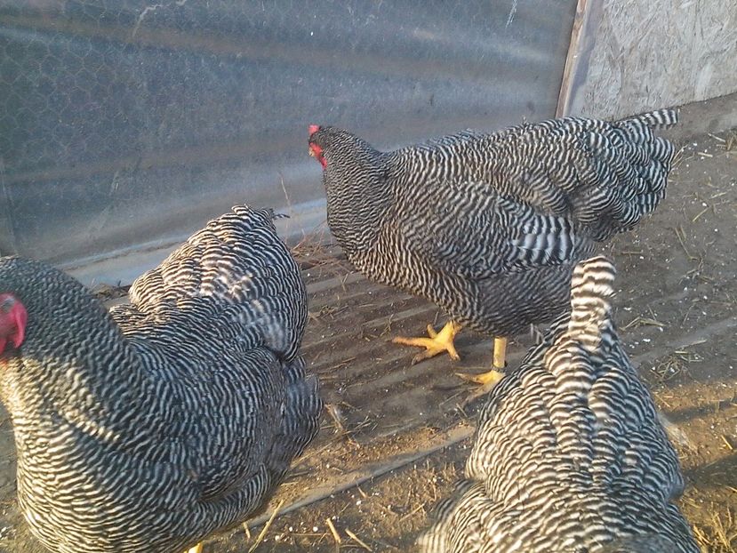  - Plymouth Rock Barat 2017