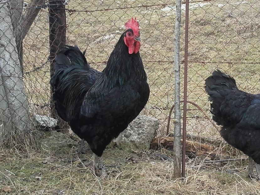  - Vand oua pentru incubat