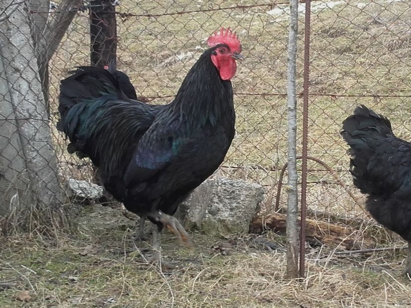  - Vand oua pentru incubat