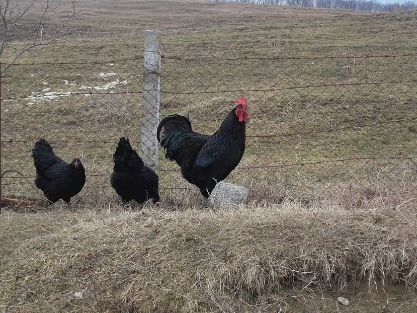  - Vand oua pentru incubat