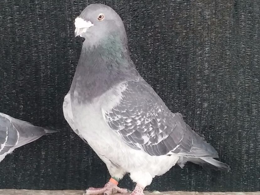  - Porumbei standard vanduti