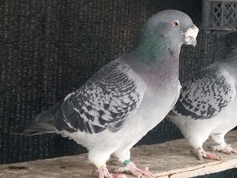  - Porumbei standard vanduti