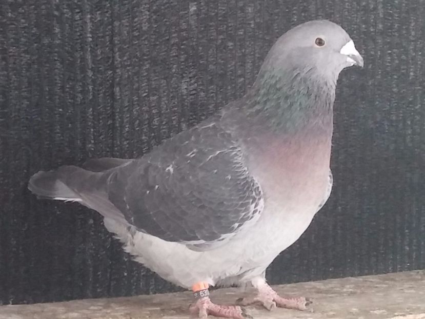  - Porumbei standard vanduti