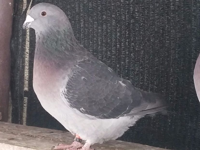 F 2016 - Porumbei standard vanduti