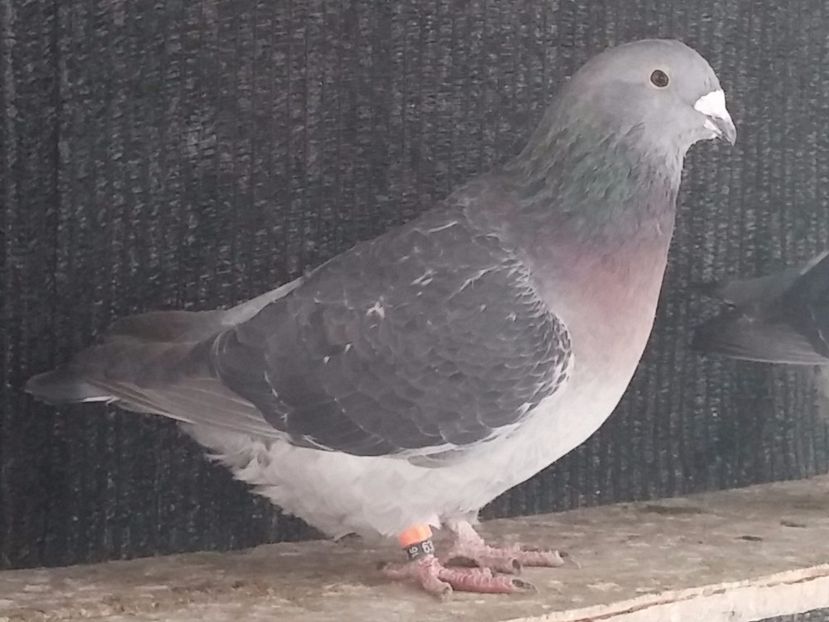  - Porumbei standard vanduti