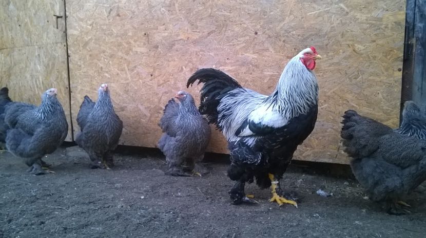  - GAINI BRAHMA HERMINAT INCHIS PT 2017