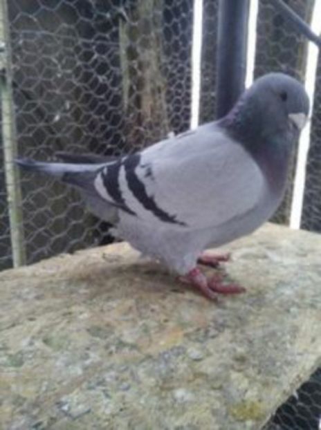 M  2016 RO - 1 MATCA ALBASTRI 2017