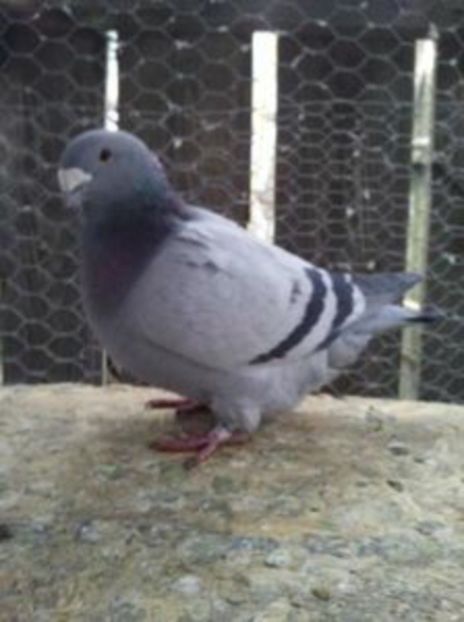  - 1 MATCA ALBASTRI 2017