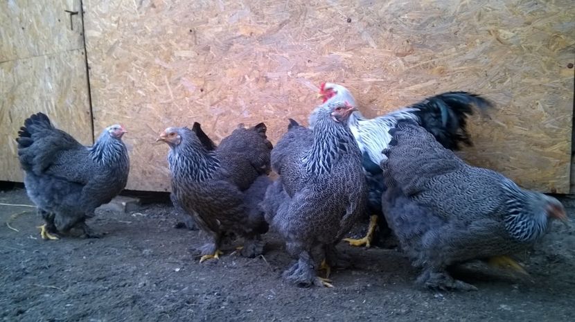  - GAINI BRAHMA HERMINAT INCHIS PT 2017