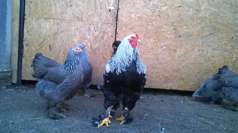  - GAINI BRAHMA HERMINAT INCHIS PT 2017